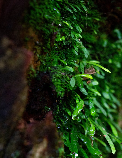 Natural Green, Pearl Ink, 25ml Ink