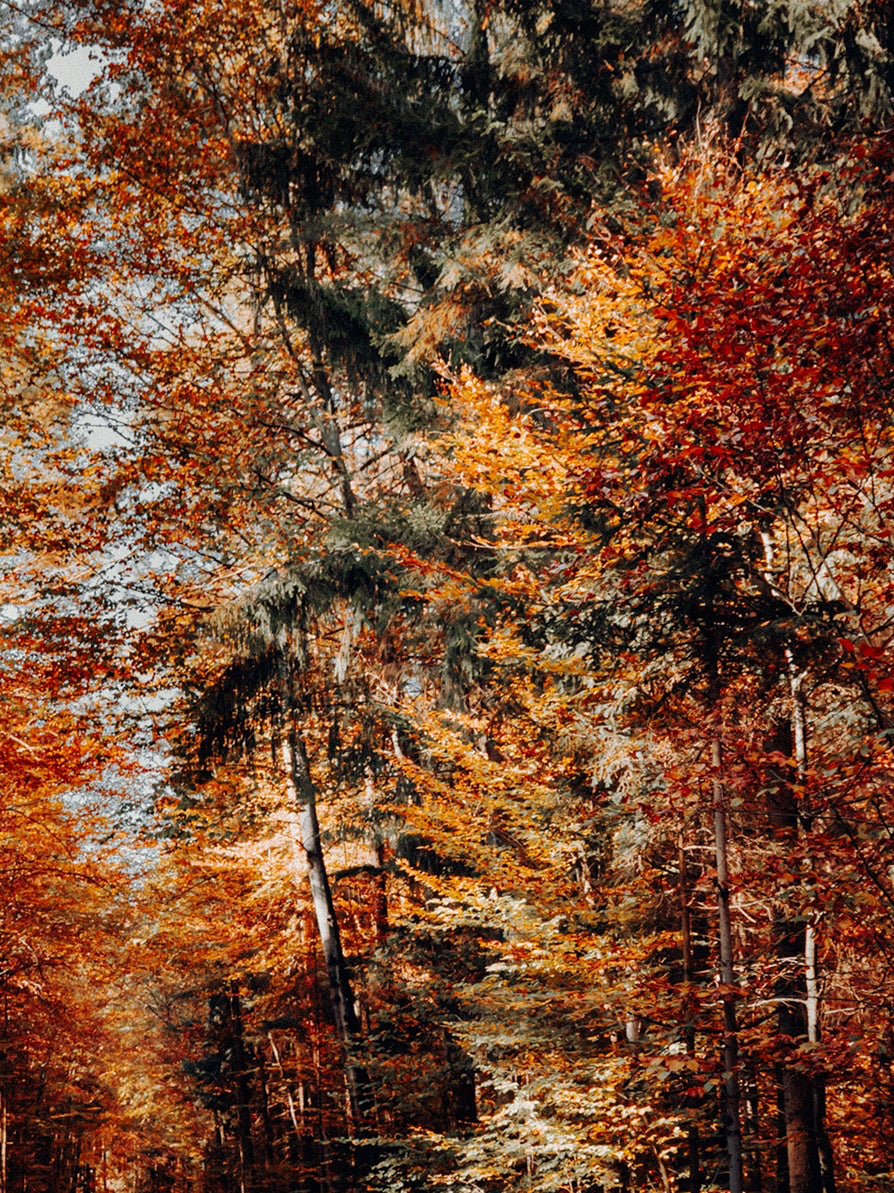 Autumn Forest, Pearl Ink, 25ml Ink