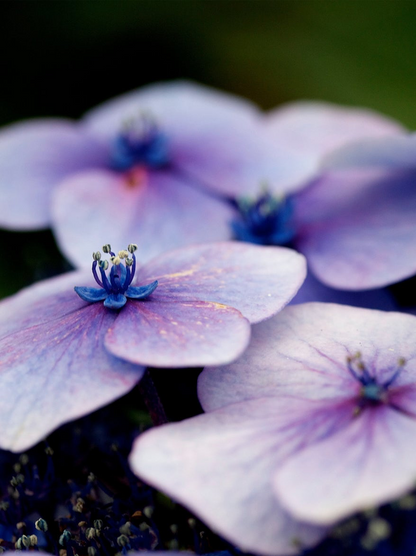 Periwinkle Twinkle, Pearl Ink, 25ml Ink