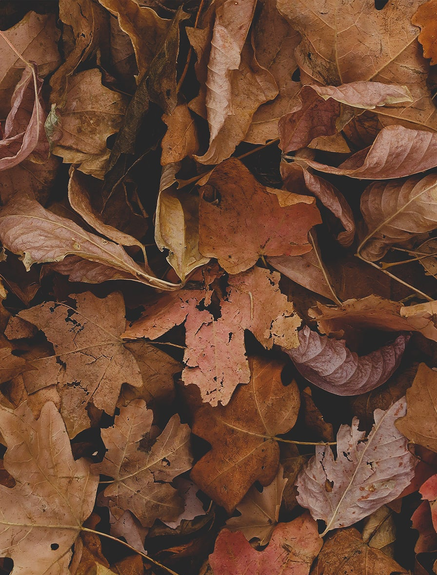 November Leaves, Standard Ink, 25ml Ink