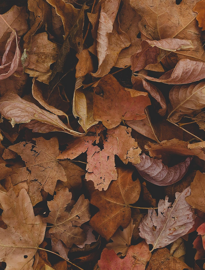 November Leaves, Standard Ink, 25ml Ink