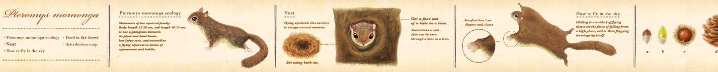 mt ex, Encyclopedia Flying Squirrel, 30mm x 7m