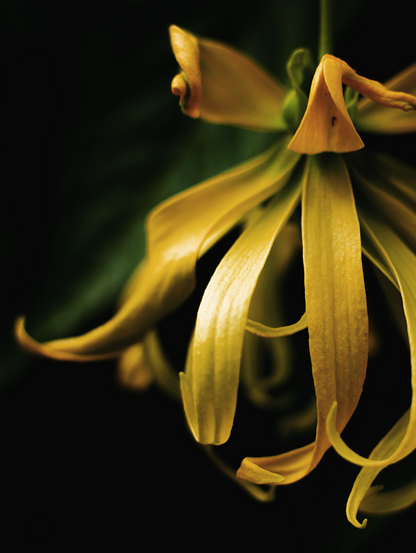 Middle Notes - Ylang Yang, Scented Ink Twilight Garden, 25ml Ink