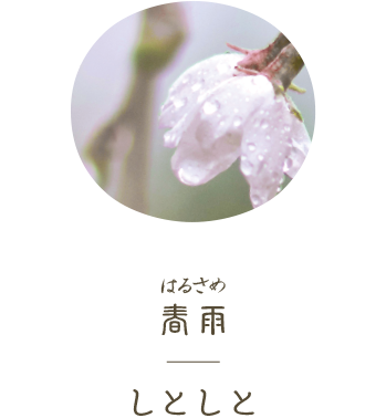 SAILOR, Spring Rain (春雨), Shikiori (四季織), The Sound of Rain (雨音), Fountain Pen MF Nib